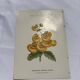 Gravure botanique 1800 double face planche naturaliste fleur de France
