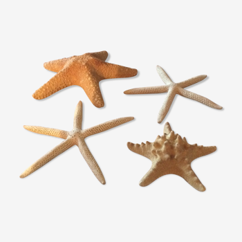 Lot de quatre étoiles de mer authentiques