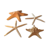 Lot of four authentic starfish