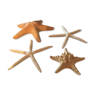 Lot de quatre étoiles de mer authentiques