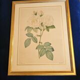 Redouté white rose pj frame