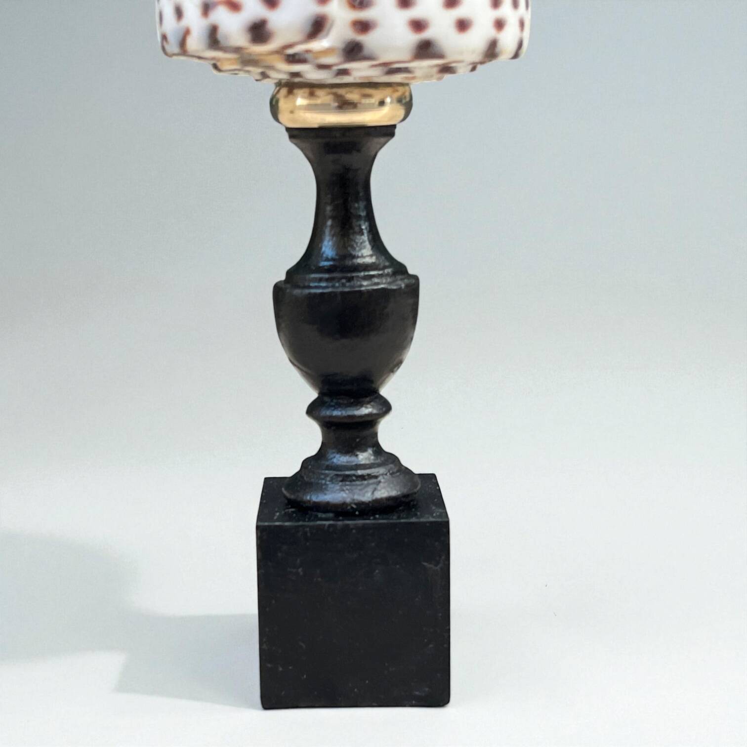 Cabinet of Curiosities: Conus shell on a blackened wooden base, 19th century