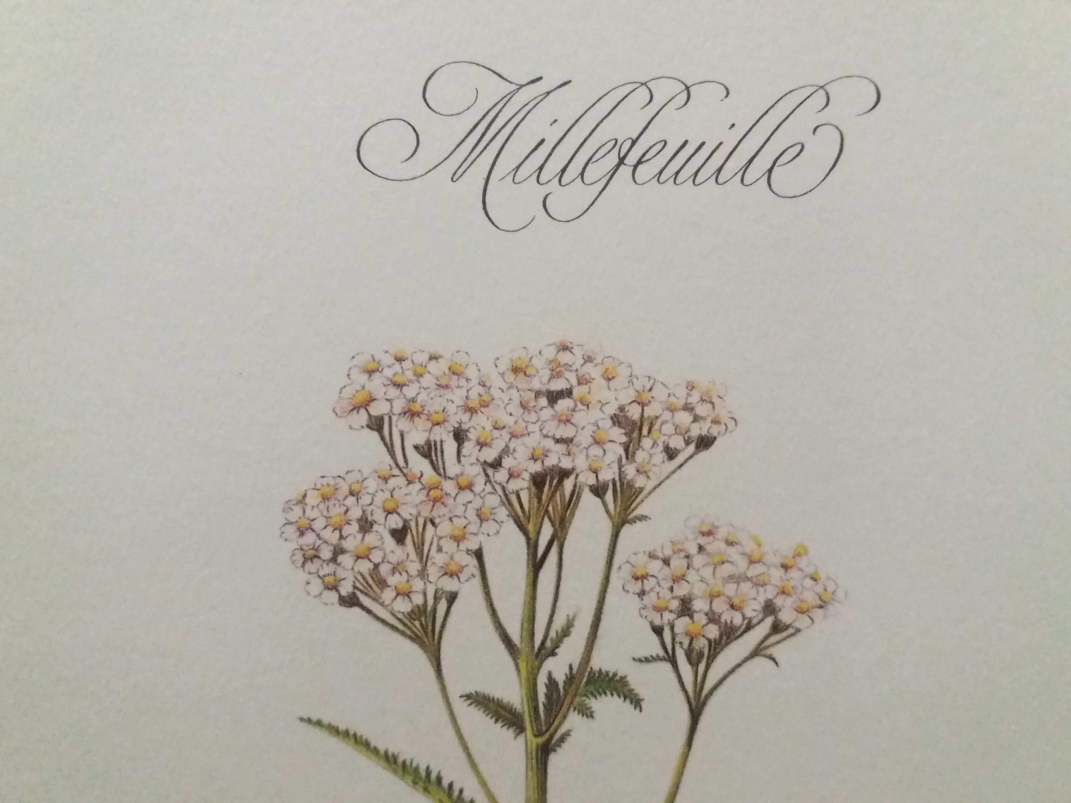 Planche botanique Millefeuille