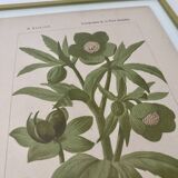Botanical plate