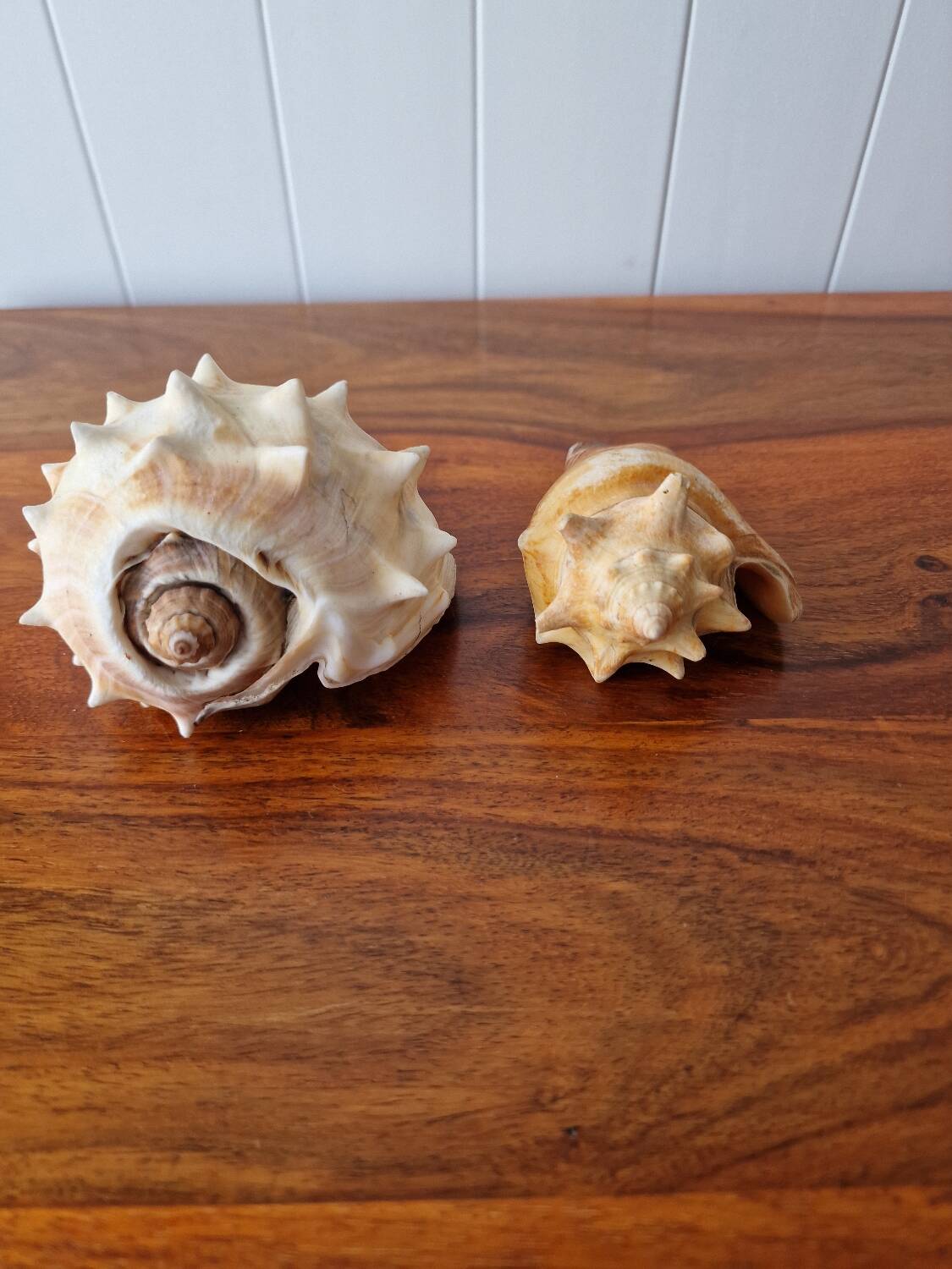 Lot of 2 vintage seashells
