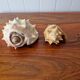 Lot of 2 vintage seashells