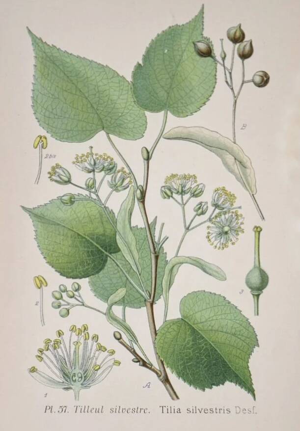 Botanical plates of Lime Tree