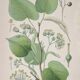 Botanical plates of Lime Tree