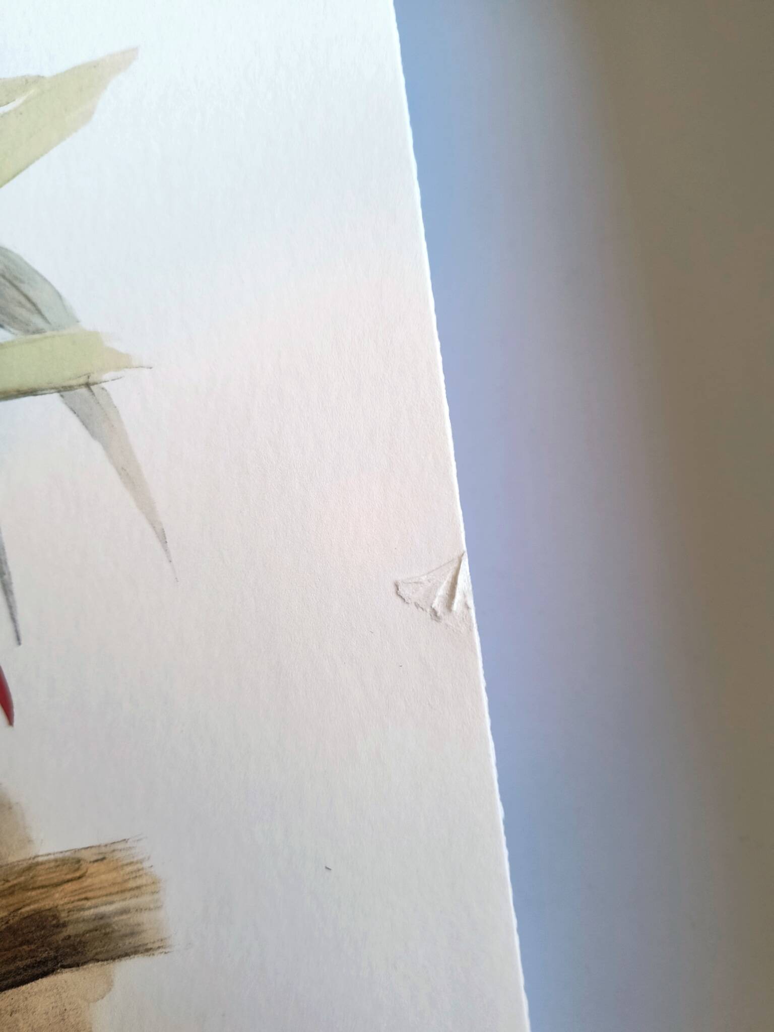 Illustration. Keel-billed Toucan by J. Gould – 33x49 cm – Antique bird print