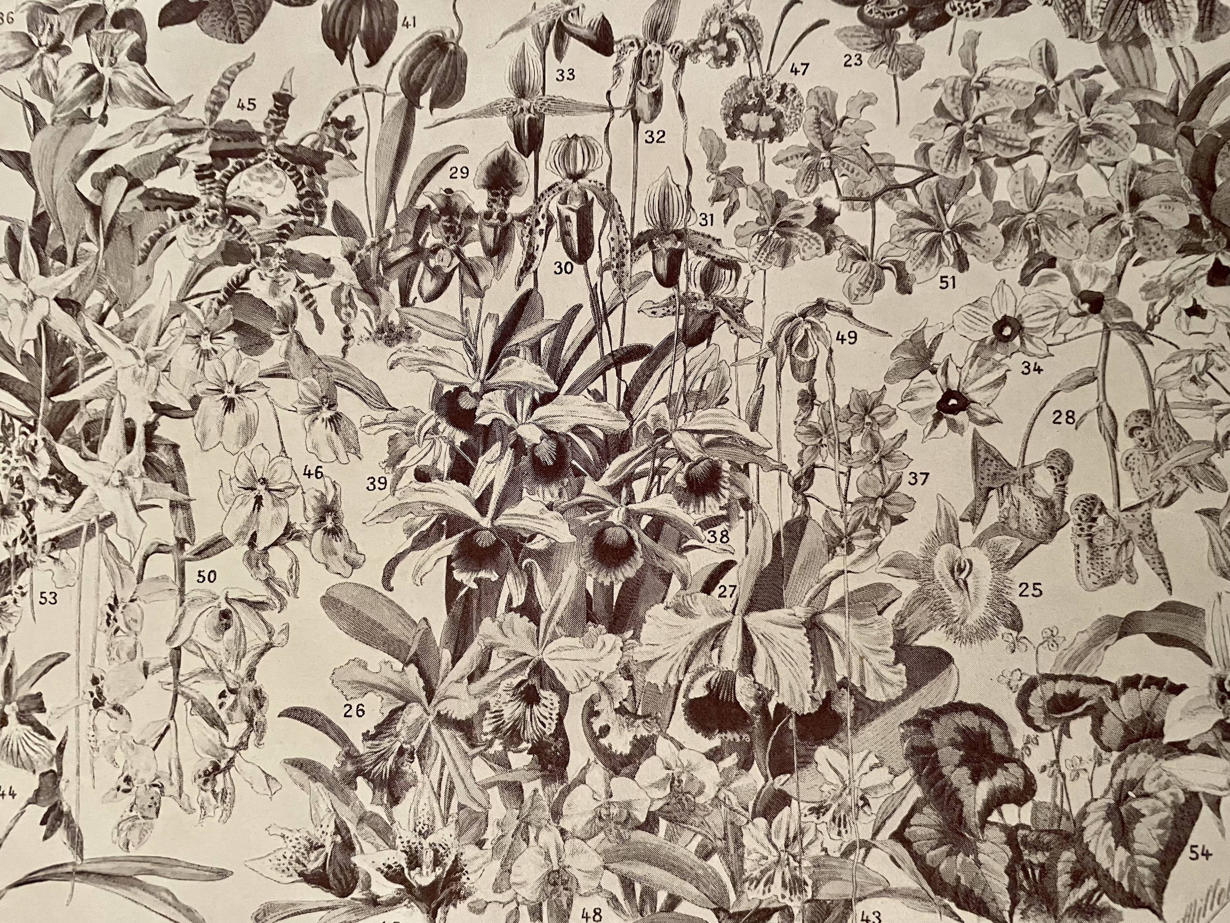 Lithograph on flowers (trees and shrubs) - 1930