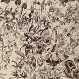 Lithograph on flowers (trees and shrubs) - 1930