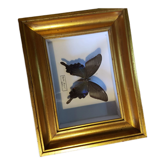 Butterfly under gold frame