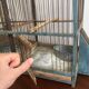 Double bird cage