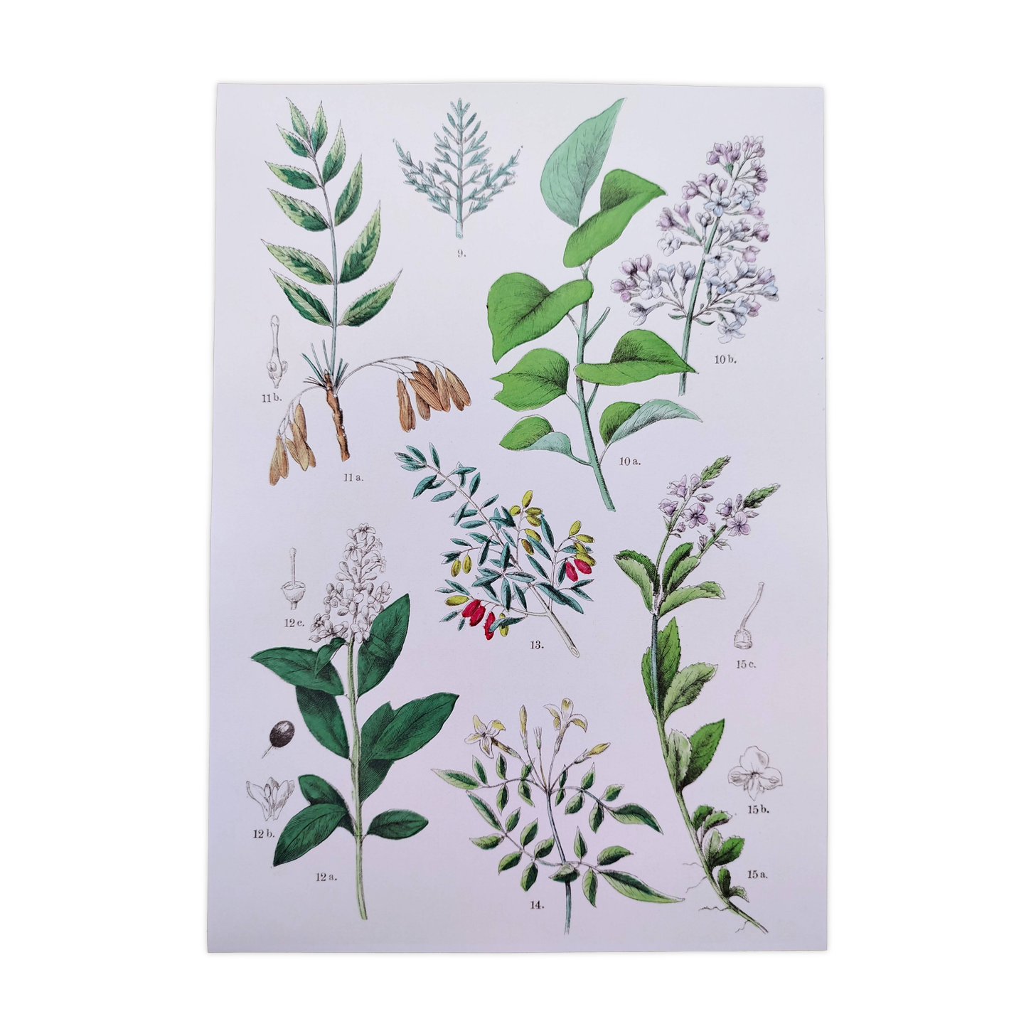 Plant poster based on an 1881 engraving "samphire"