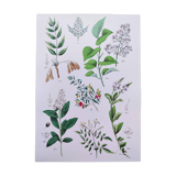 Plant poster based on an 1881 engraving "samphire"