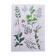 Plant poster based on an 1881 engraving "samphire"
