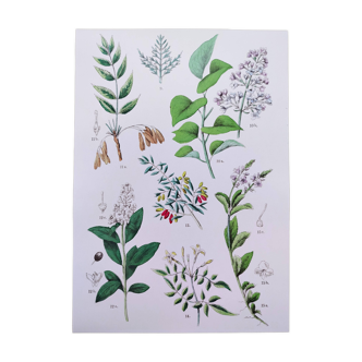 Plant poster based on an 1881 engraving "samphire"