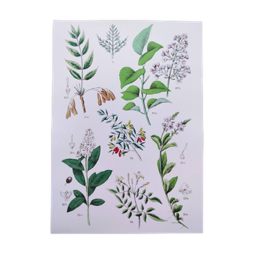Plant poster based on an 1881 engraving "samphire"