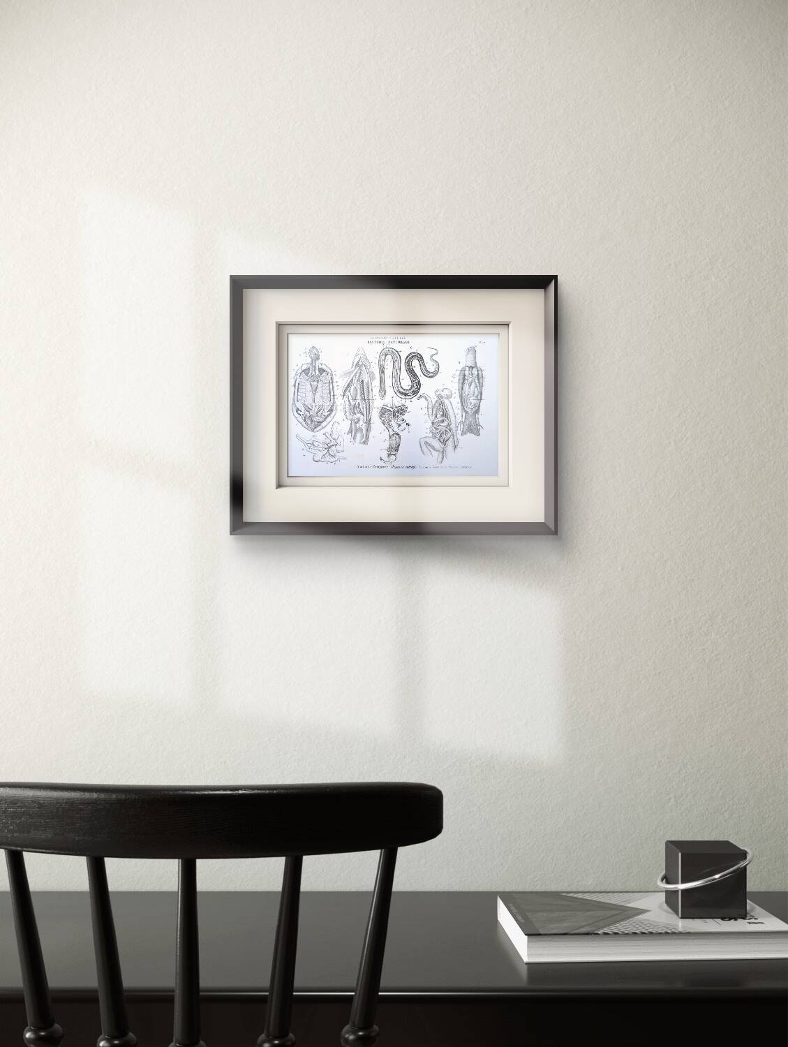 Printed in 1851, Zoological Poster.