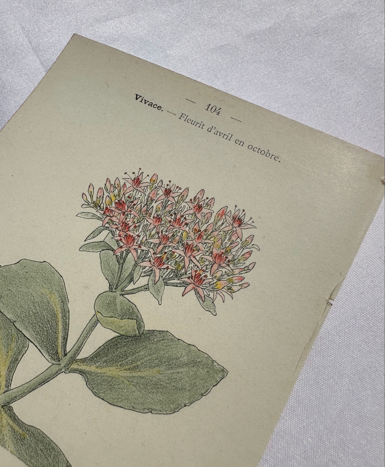 🌿 Botanical Plate Old Naturalist Engraving 19th Century Double-Sided A
