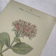 🌿 Botanical Plate Old Naturalist Engraving 19th Century Double-Sided A