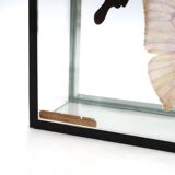 Display case with two butterflies, 1970s