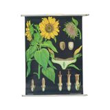 Large Vintage School Card Sunflower Jung Koch Quentell 117cm