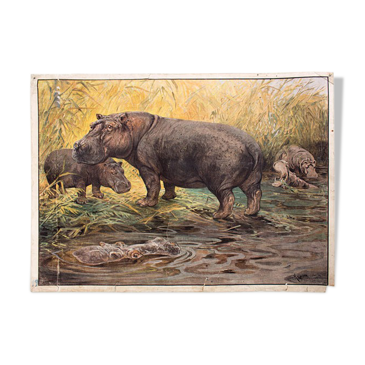 Hippo, educational grid, 1891