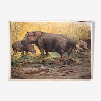 Hippo, educational grid, 1891