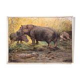 Hippo, educational grid, 1891