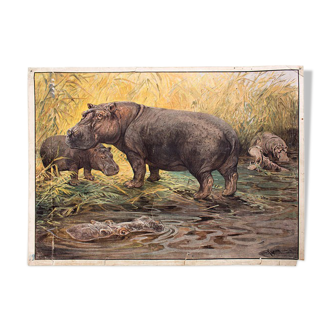 Hippo, educational grid, 1891