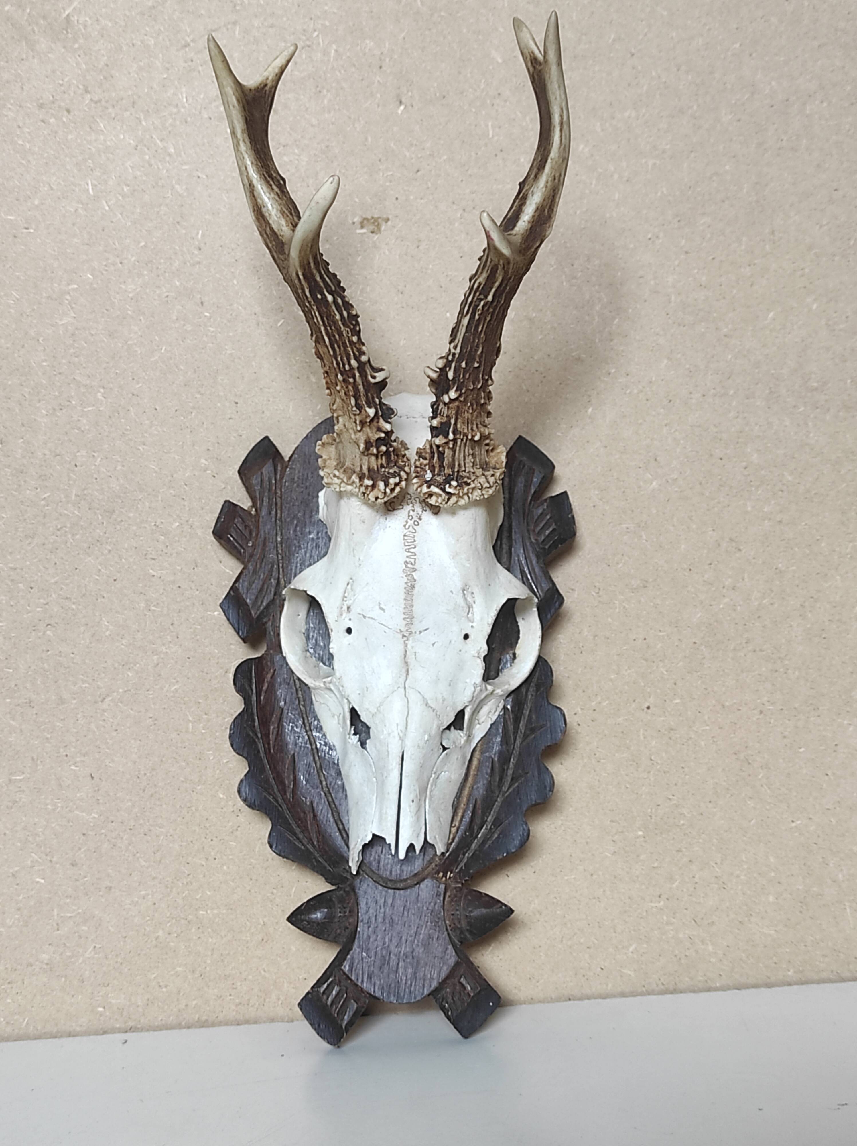 Massacre trophée chasse jeune cerf sur écusson en bois sculpté avec feuilles de chêne et glands