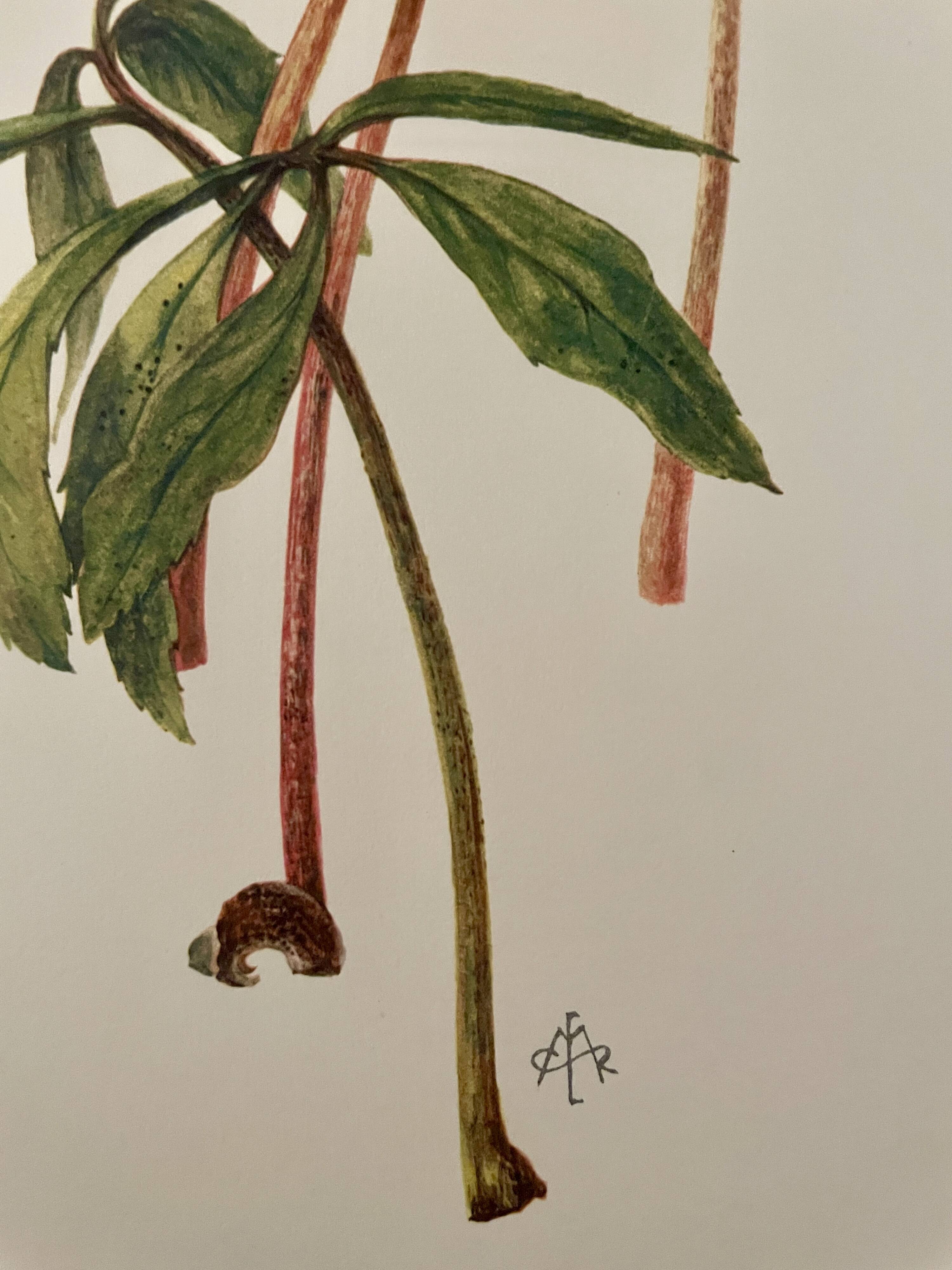 Illustrated board on Christmas roses - 1960