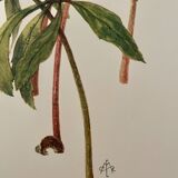 Illustrated board on Christmas roses - 1960