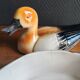 Vintage Duck Terrine in Ceramic – Artisanal Foie Gras Dish