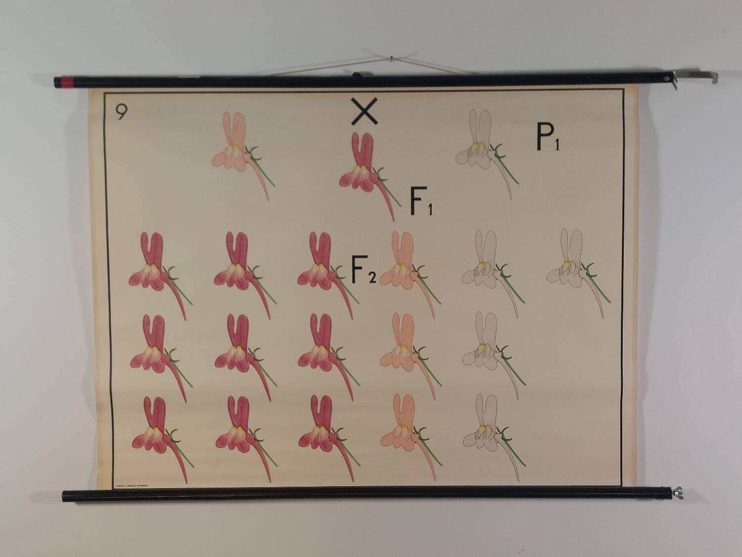 Vintage educational wall hanging roll chart biology genetics