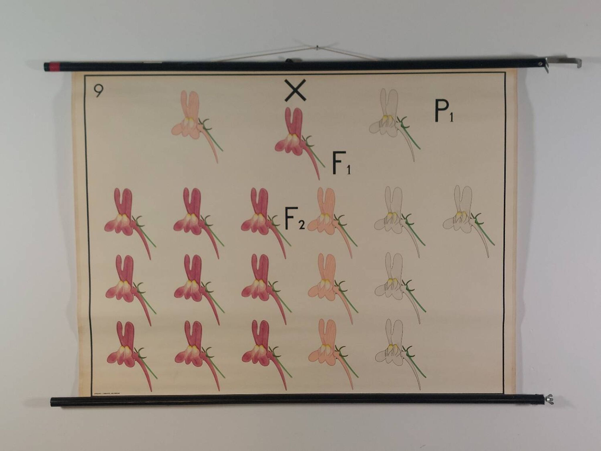 Vintage educational wall hanging roll chart biology genetics