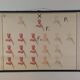 Vintage educational wall hanging roll chart biology genetics