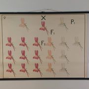 Vintage educational wall hanging roll chart biology genetics