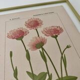 Botanical plate