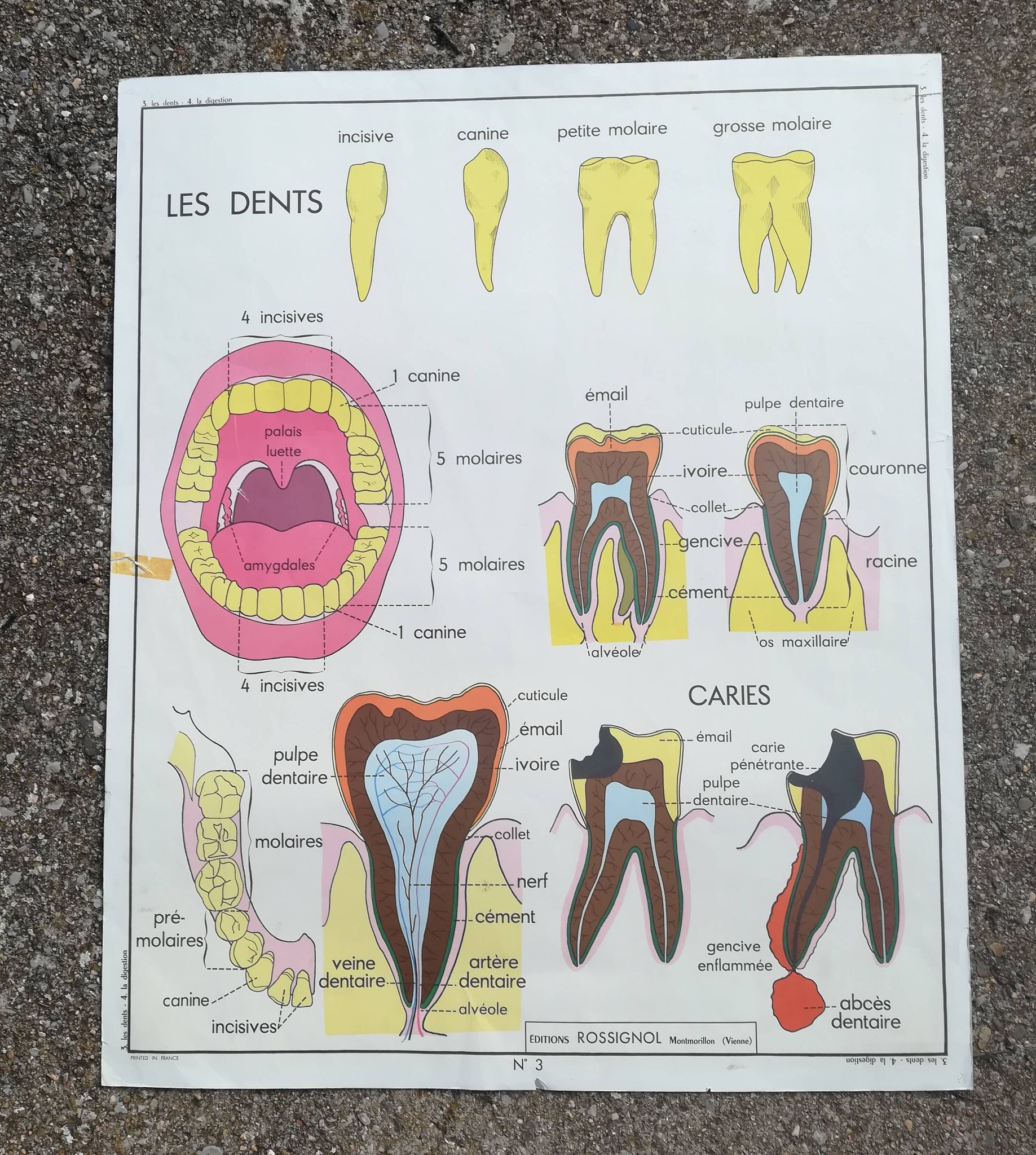 Vintage school poster N°3 Teeth N°4 Digestion Rossignol