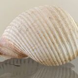 Coquillage de mer Tonna Galea vintage