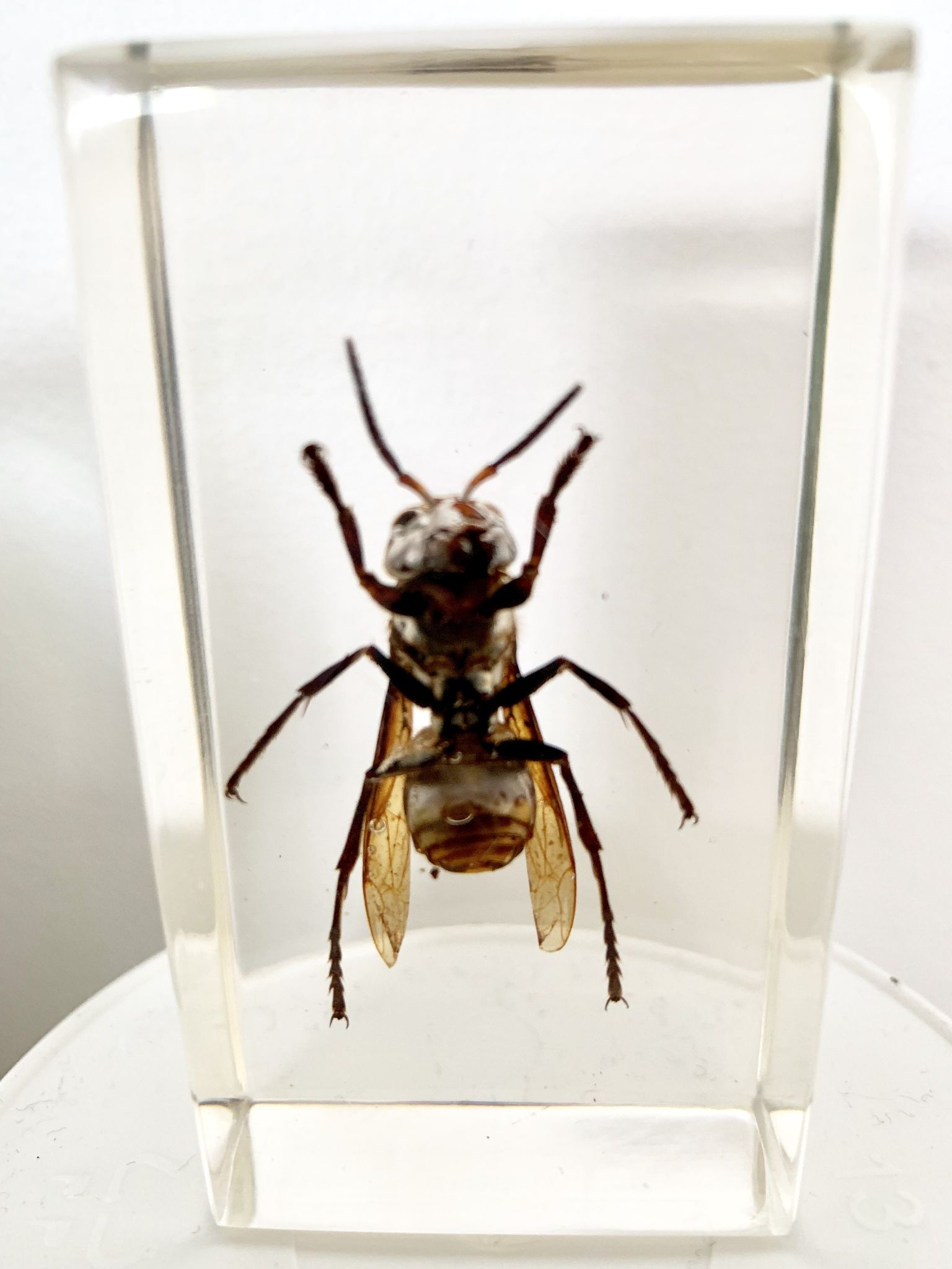 Trio d’insectes sous inclusion de résine N°2