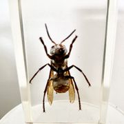 Trio d’insectes sous inclusion de résine N°2