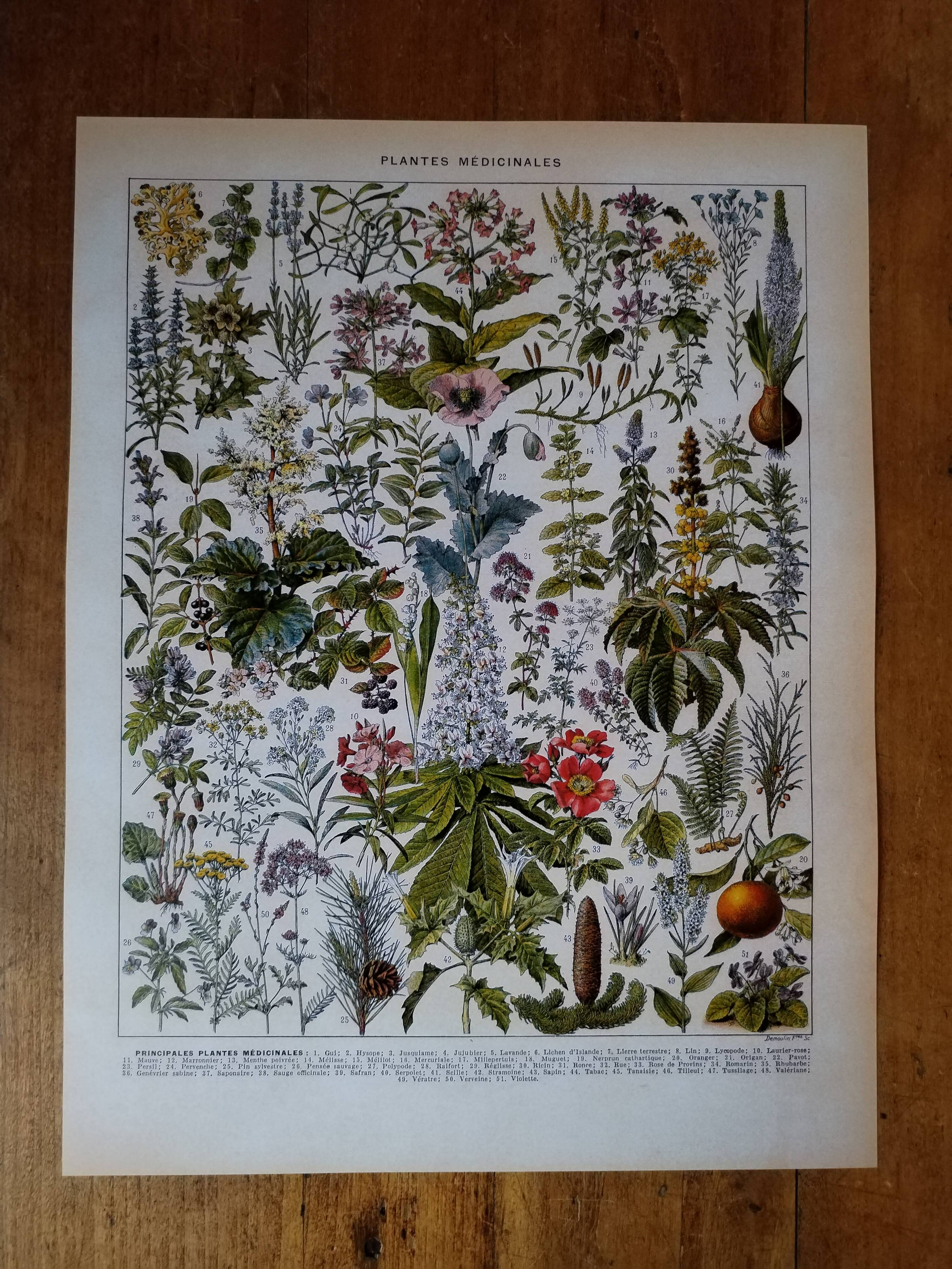 Original lithograph on medicinal plants (2)