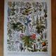 Original lithograph on medicinal plants (2)