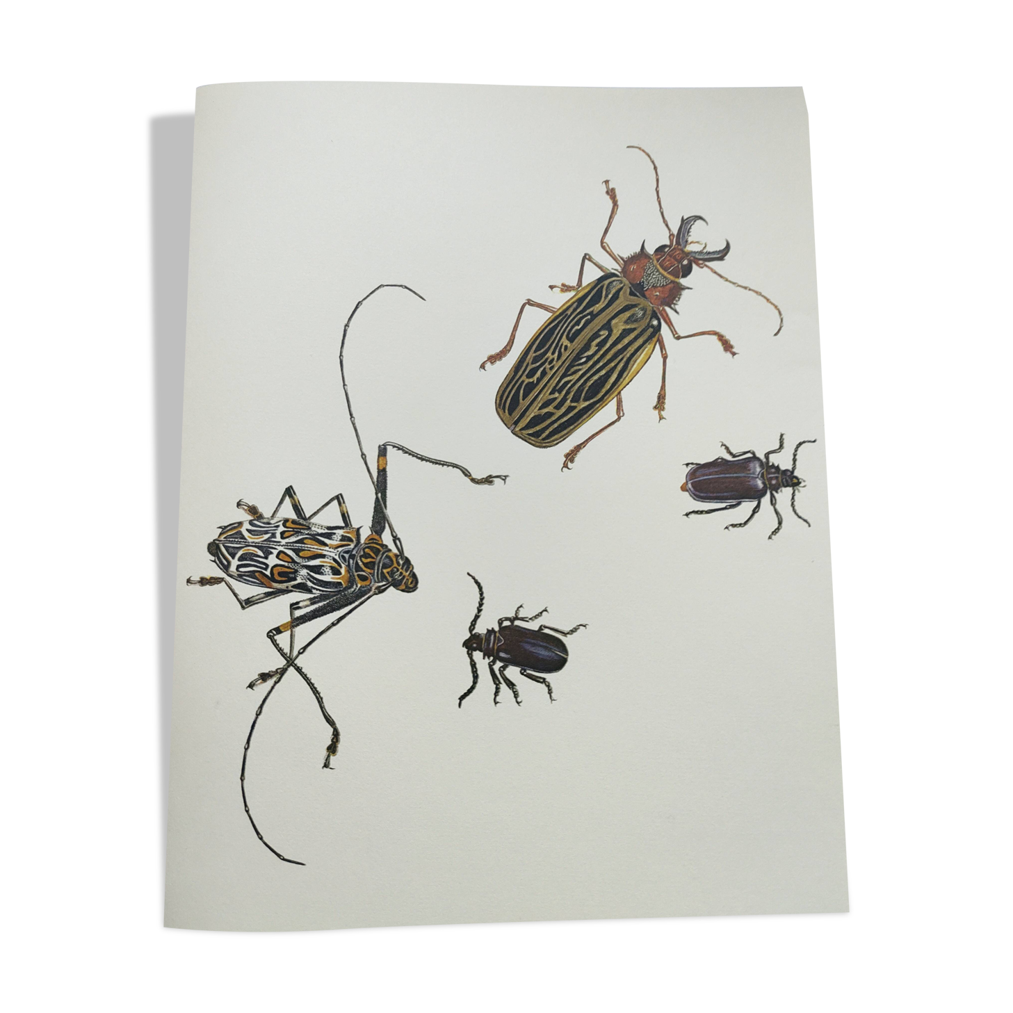 Antique plate - Acrocine beetle - Insect illustration 1970 Rosenhof