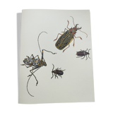 Antique plate - Acrocine beetle - Insect illustration 1970 Rosenhof