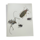 Planche ancienne -Coléoptère Acrocine- Illustration insecte 1970 Rosenhof