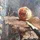 Oil on canvas still life 60s vintage